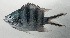  ( - SCIL-258)  @11 [ ] CreativeCommons  Attribution Non-Commercial (by-nc) (2014) Unspecified Smithsonian Institution National Museum of Natural History