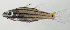  ( - SCIL-265)  @11 [ ] CreativeCommons  Attribution Non-Commercial (by-nc) (2014) Unspecified Smithsonian Institution National Museum of Natural History