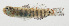  ( - SCIL-272)  @11 [ ] CreativeCommons  Attribution Non-Commercial (by-nc) (2014) Unspecified Smithsonian Institution National Museum of Natural History