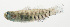  ( - SCIL-274)  @11 [ ] CreativeCommons  Attribution Non-Commercial (by-nc) (2014) Unspecified Smithsonian Institution National Museum of Natural History