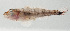  ( - SCIL-277)  @11 [ ] CreativeCommons  Attribution Non-Commercial (by-nc) (2014) Unspecified Smithsonian Institution National Museum of Natural History