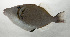  ( - SCIL-281)  @11 [ ] CreativeCommons  Attribution Non-Commercial (by-nc) (2014) Unspecified Smithsonian Institution National Museum of Natural History