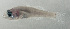  (Gymnapogon urospilotus - SCIL-291)  @11 [ ] CreativeCommons  Attribution Non-Commercial (by-nc) (2014) Unspecified Smithsonian Institution National Museum of Natural History