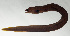 ( - SCIL-298)  @11 [ ] CreativeCommons  Attribution Non-Commercial (by-nc) (2014) Unspecified Smithsonian Institution National Museum of Natural History