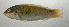  ( - SCIL-305)  @11 [ ] CreativeCommons  Attribution Non-Commercial (by-nc) (2014) Unspecified Smithsonian Institution National Museum of Natural History