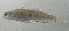  ( - SCIL-311)  @11 [ ] CreativeCommons  Attribution Non-Commercial (by-nc) (2014) Unspecified Smithsonian Institution National Museum of Natural History