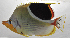  ( - SCIL-316)  @11 [ ] CreativeCommons  Attribution Non-Commercial (by-nc) (2014) Unspecified Smithsonian Institution National Museum of Natural History