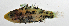  ( - SCIL-320)  @11 [ ] CreativeCommons  Attribution Non-Commercial (by-nc) (2014) Unspecified Smithsonian Institution National Museum of Natural History