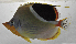  ( - SCIL-328)  @11 [ ] CreativeCommons  Attribution Non-Commercial (by-nc) (2014) Unspecified Smithsonian Institution National Museum of Natural History