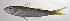  ( - SCIL-333)  @11 [ ] CreativeCommons  Attribution Non-Commercial (by-nc) (2014) Unspecified Smithsonian Institution National Museum of Natural History