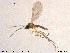  ( - TRD-Sci079)  @13 [ ] CreativeCommons - Attribution Non-Commercial Share-Alike (2015) NTNU University Museum, Department of Natural History NTNU University Museum, Department of Natural History