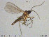  ( - TRD-Sci082)  @12 [ ] CreativeCommons - Attribution Non-Commercial Share-Alike (2015) NTNU University Museum, Department of Natural History NTNU University Museum, Department of Natural History