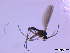  (Cratyna perornata - bf-sci-00011)  @11 [ ] CreativeCommons - Attribution Share-Alike (2014) OlsenGammelmo BioFokus