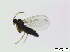  (Cratyna pernitida - bf-sci-00184)  @11 [ ] CreativeCommons - Attribution Non-Commercial Share-Alike (2014) Oivind Gammelmo BioFokus