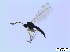  ( - bf-sci-00276)  @12 [ ] CreativeCommons - Attribution Non-Commercial Share-Alike (2014) Oivind Gammelmo BioFokus