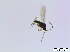  (Corynoptera heydemanni - bf-sci-00715)  @12 [ ] CreativeCommons - Attribution Non-Commercial Share-Alike (2015) Oivind Gammelmo BioFokus