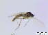  (Cratyna cf. nobilis - bf-sci-00728)  @11 [ ] CreativeCommons - Attribution Non-Commercial Share-Alike (2015) Oivind Gammelmo BioFokus