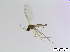  (Corynoptera blanda - bf-sci-00782)  @13 [ ] CreativeCommons - Attribution Non-Commercial Share-Alike (2016) Oivind Gammelmo BioFokus