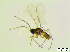  (Cratyna sp - bf-sci-01003)  @11 [ ] CreativeCommons - Attribution Share-Alike (2015) OlsenGammelmo BioFokus