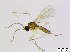  (Corynoptera cf. inundata - bf-sci-01065)  @11 [ ] CreativeCommons - Attribution Share-Alike (2015) OlsenGammelmo BioFokus