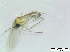  (Corynoptera inexspectata - bf-sci-01273)  @12 [ ] CreativeCommons - Attribution Non-Commercial Share-Alike (2016) Kjell Magne Olsen BioFokus