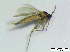  (Lycoriella inconspicua - bf-sci-01307)  @12 [ ] CreativeCommons - Attribution Non-Commercial Share-Alike (2016) Kjell Magne Olsen BioFokus