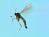  ( - bf-sci-01348)  @11 [ ] CreativeCommons - Attribution Non-Commercial Share-Alike (2016) Oivind Gammelmo BioFokus