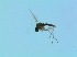  ( - bf-sci-01356)  @11 [ ] CreativeCommons - Attribution Non-Commercial Share-Alike (2016) Oivind Gammelmo BioFokus