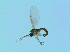  (Corynoptera winnertzi - bf-sci-01388)  @11 [ ] CreativeCommons - Attribution Non-Commercial Share-Alike (2016) Oivind Gammelmo BioFokus