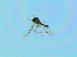  ( - bf-sci-01390)  @12 [ ] CreativeCommons - Attribution Non-Commercial Share-Alike (2016) Oivind Gammelmo BioFokus