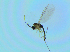 ( - bf-sci-01392)  @11 [ ] CreativeCommons - Attribution Non-Commercial Share-Alike (2016) Oivind Gammelmo BioFokus