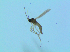  (Corynoptera polana - bf-sci-01399)  @13 [ ] CreativeCommons - Attribution Non-Commercial Share-Alike (2016) Oivind Gammelmo BioFokus