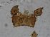  ( - bf-sci-01431)  @11 [ ] CreativeCommons - Attribution Share-Alike (2016) Unspecified Senckenberg Deutsches Entomologisches Institut