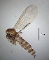  ( - bf-sci-01431)  @11 [ ] CreativeCommons - Attribution Share-Alike (2016) Unspecified Senckenberg Deutsches Entomologisches Institut