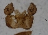  ( - bf-sci-01433)  @11 [ ] CreativeCommons - Attribution Share-Alike (2016) Unspecified Senckenberg Deutsches Entomologisches Institut