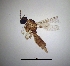  ( - bf-sci-01433)  @11 [ ] CreativeCommons - Attribution Share-Alike (2016) Unspecified Senckenberg Deutsches Entomologisches Institut