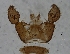  ( - bf-sci-01435)  @11 [ ] CreativeCommons - Attribution Share-Alike (2016) Unspecified Senckenberg Deutsches Entomologisches Institut