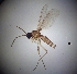  ( - bf-sci-01435)  @11 [ ] CreativeCommons - Attribution Share-Alike (2016) Unspecified Senckenberg Deutsches Entomologisches Institut