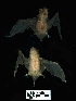  ( - MACN22393)  @11 [ ] CreativeCommons - Attribution Non-Commercial Share-Alike (2013) Unspecified Unspecified