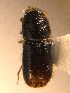  ( - BHJ122)  @12 [ ] No Rights Reserved (2012) Unspecified University Museum of Bergen, Natural History Collections