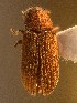  (Xylechinus pilosus - BHJ215)  @12 [ ] No Rights Reserved (2012) Unspecified University Museum of Bergen, Natural History Collections