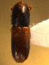  (Gnathotrichus materiarius - BHJ242)  @13 [ ] No Rights Reserved (2012) Unspecified University Museum of Bergen, Natural History Collections