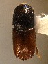  ( - BHJ25)  @11 [ ] No Rights Reserved (2012) Unspecified University Museum of Bergen, Natural History Collections