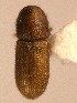 (Crypturgus subcribrosus - BHJ251)  @13 [ ] No Rights Reserved (2012) Unspecified University Museum of Bergen, Natural History Collections
