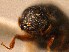  ( - BHJ272)  @12 [ ] No Rights Reserved (2012) Unspecified University Museum of Bergen, Natural History Collections