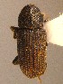  ( - BHJ276)  @12 [ ] No Rights Reserved (2012) Unspecified University Museum of Bergen, Natural History Collections