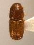  ( - BHJ28)  @11 [ ] No Rights Reserved (2012) Unspecified University Museum of Bergen, Natural History Collections