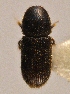 (Crypturgus cinereus - BHJ3)  @13 [ ] No Rights Reserved (2012) Unspecified University Museum of Bergen, Natural History Collections