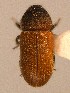 (Procryphalus fraxini - BHJ304)  @12 [ ] No Rights Reserved (2012) Unspecified University Museum of Bergen, Natural History Collections