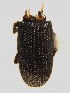  ( - BHJ36)  @11 [ ] No Rights Reserved (2012) Unspecified University Museum of Bergen, Natural History Collections